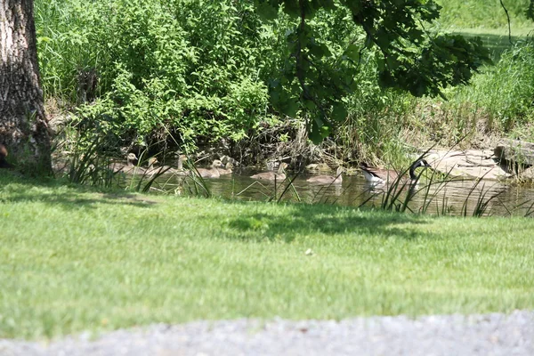 Canadese ganzen en Goslings op gras — Stockfoto