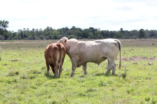 Bulle und Kuh auf dem Feld — Stockfoto