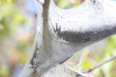 Doğu çadır Caterpillar (Malacosoma americanum)