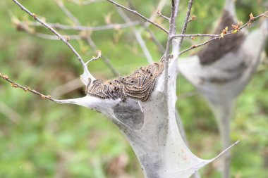 Doğu çadır Caterpillar (Malacosoma americanum)