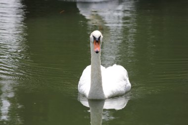 Dilsiz Kuğu Kuğu Rengi