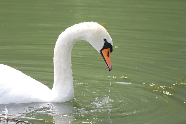 Höckerschwan Cygnus olor — Stockfoto