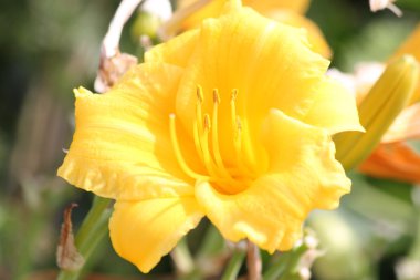 Daylily  Stella de Oro