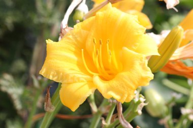 Daylily  Stella de Oro