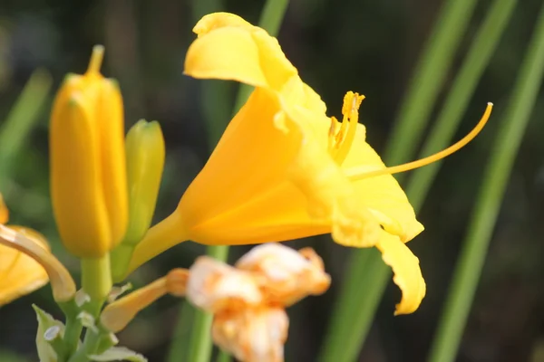 Daylily  Stella de Oro — Fotografia de Stock