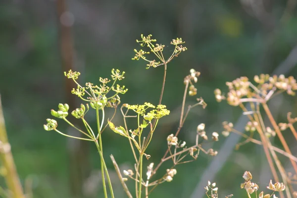 Yabani yabani havuç-Pastinaca sativa-tohum kafa