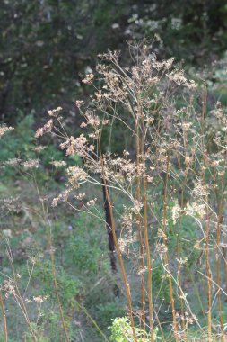 Yabani yabani havuç-Pastinaca sativa-tohum kafa