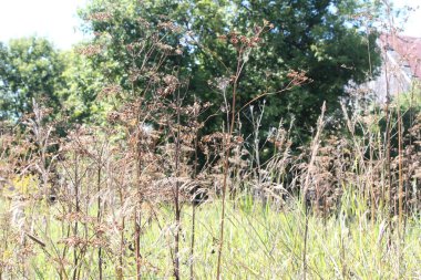 Yabani yabani havuç-Pastinaca sativa-tohum kafa