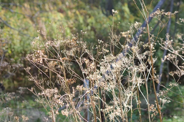 Wild Parsnip-Pastinaca sativa-Seed Head — Stock Photo, Image