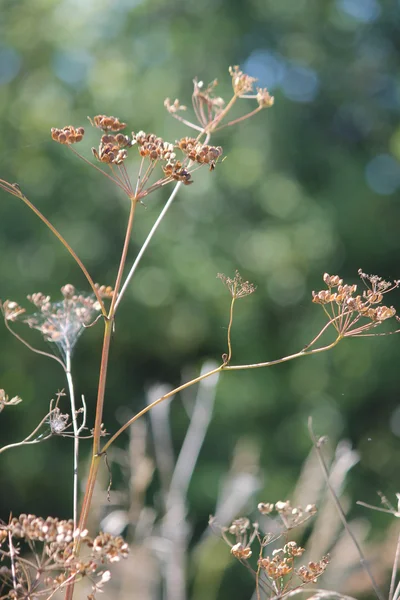 Wild Parsnip-Pastinaca sativa-Seed Head — Stock Photo, Image