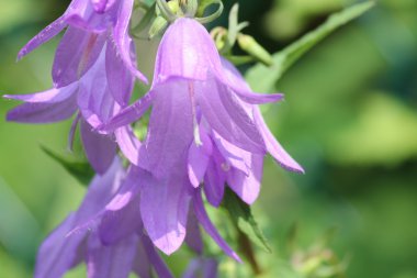 Sürünen Bellflower, (çan çiçeği rapunculoides)