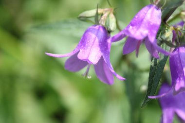 Sürünen Bellflower, (çan çiçeği rapunculoides)