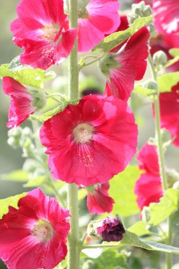 Gülhatmi (Alcea)