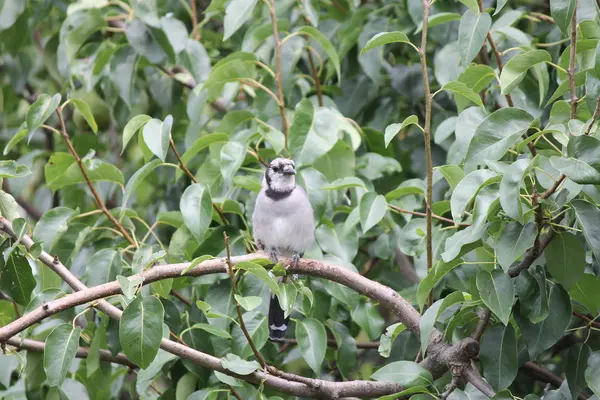 Blue Jay na gałęzi drzewa — Zdjęcie stockowe