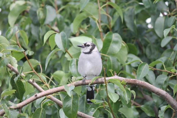 Blue Jay na filial da árvore — Fotografia de Stock