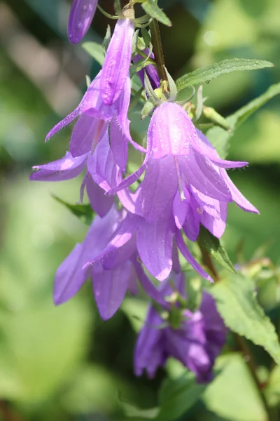 Bellflower, rastejando (Campanula rapunculoides ) — Fotografia de Stock