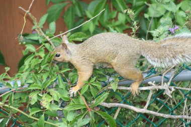 Doğu Gri Sincap (Sciurus carolinensis)
