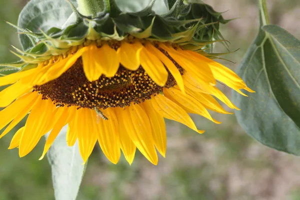 Solros (Helianthus annuus) — Stockfoto