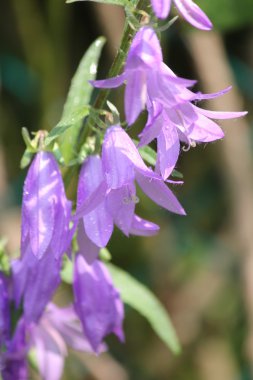 Sürünen Bellflower, (çan çiçeği rapunculoides)