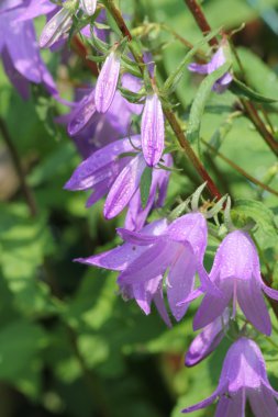 Sürünen Bellflower, (çan çiçeği rapunculoides)