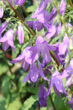 Sürünen Bellflower, (çan çiçeği rapunculoides)