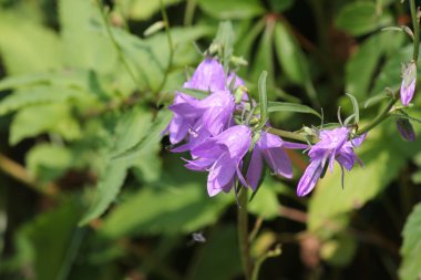 Sürünen Bellflower, (çan çiçeği rapunculoides)