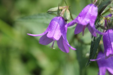 Sürünen Bellflower, (çan çiçeği rapunculoides)