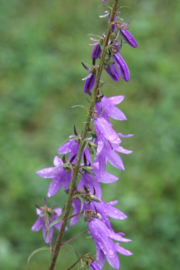 Sürünen Bellflower, (çan çiçeği rapunculoides)