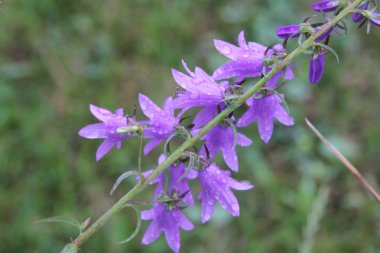 Sürünen Bellflower, (çan çiçeği rapunculoides)
