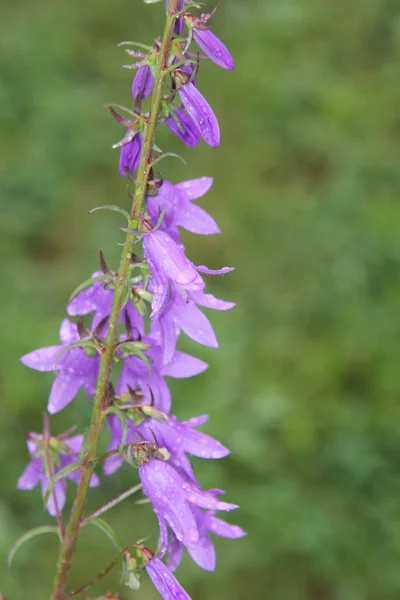 Bellflower, kruipen (Akkerklokje) — Stockfoto