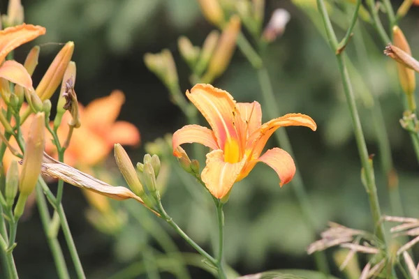 Laranja (Hemerocallis) — Fotografia de Stock