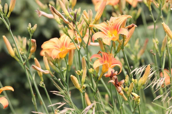 Giorni (Hemerocallis) Arancione — Foto Stock
