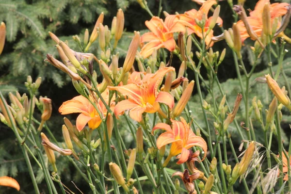 Daylily (Hemerocallis) Naranja —  Fotos de Stock