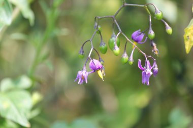 İtüzümü Solanum dulcamara