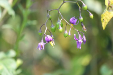 İtüzümü Solanum dulcamara