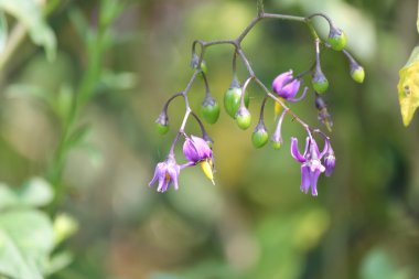 İtüzümü Solanum dulcamara