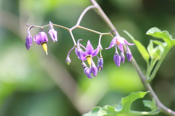 Pretinha Solanum dulcamara — Fotografia de Stock