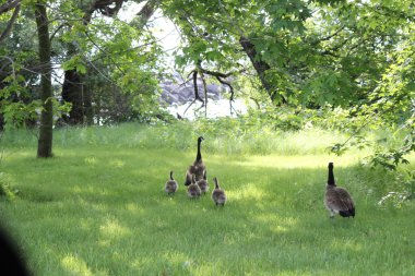 Kanada kazlar ve kuşlar