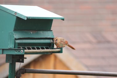 Kardinal-kadın (Cardinalis cardinalis) Besleyici