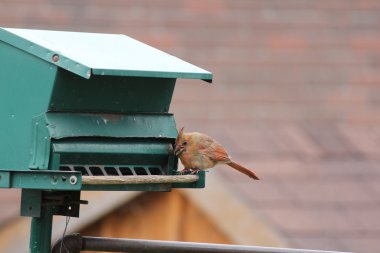 Kardinal-kadın (Cardinalis cardinalis) Besleyici