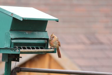 Kardinal-kadın (Cardinalis cardinalis) Besleyici