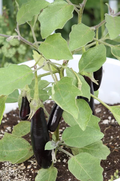 Äggplantor — Stockfoto