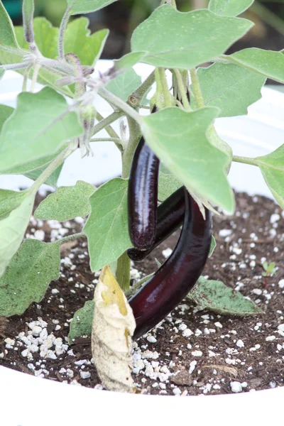 Äggplantor — Stockfoto