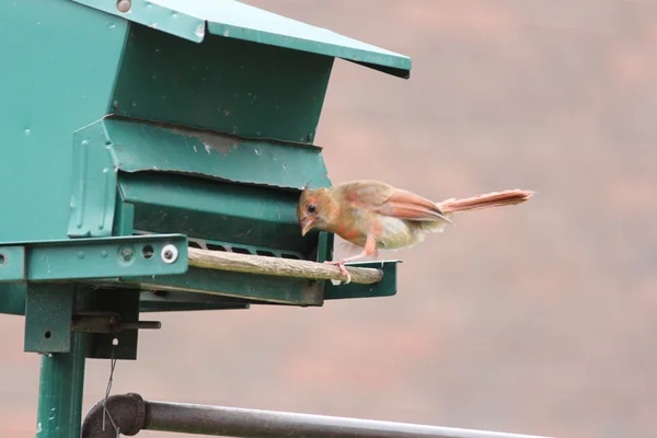 Kardinál-žena (Cardinalis cardinalis) na Feeder — Stock fotografie