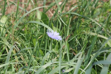 Hindiba çiçek (Cichorium intybus)