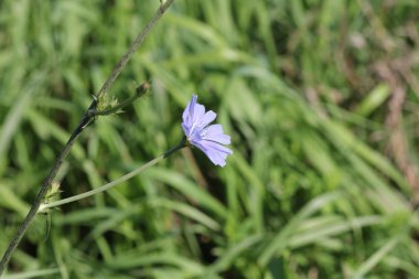 Hindiba çiçek (Cichorium intybus)