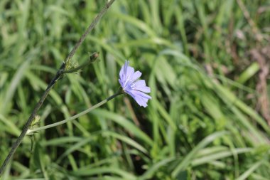 Hindiba çiçek (Cichorium intybus)
