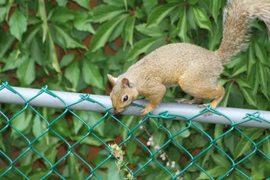 Doğu gri sincap-Sciurus carolinensis çit üzerinde
