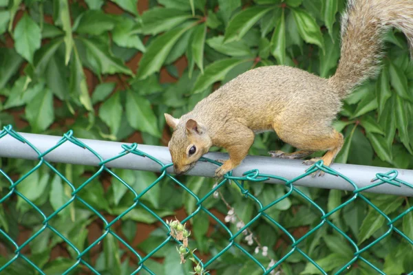 Ανατολική γκρίζο σκίουρο Sciurus ζωνών σε φράχτη — Φωτογραφία Αρχείου