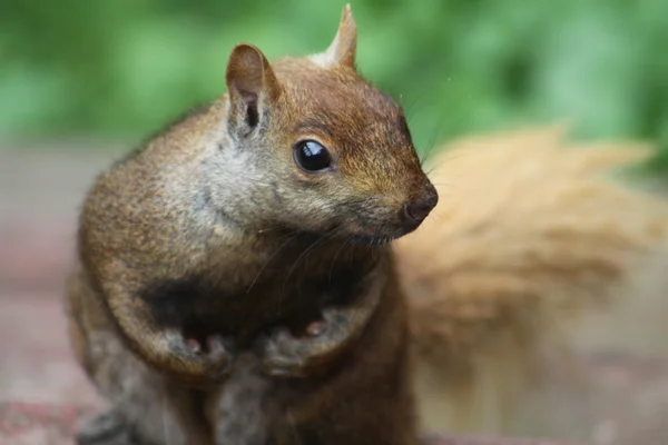 Écureuil gris Sciurus carolinensis — Photo